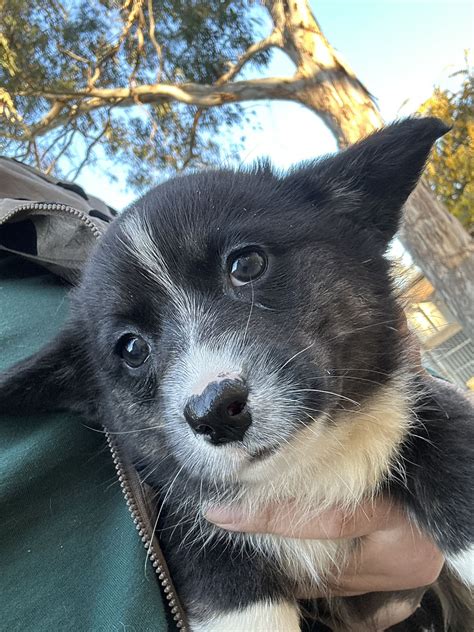 Corgi - Kyabram VIC - PetsForHomes