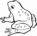 Free Frog Coloring Pages sketch template
