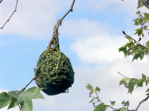 Weaver Bird Nest Free Stock Photo - Public Domain Pictures