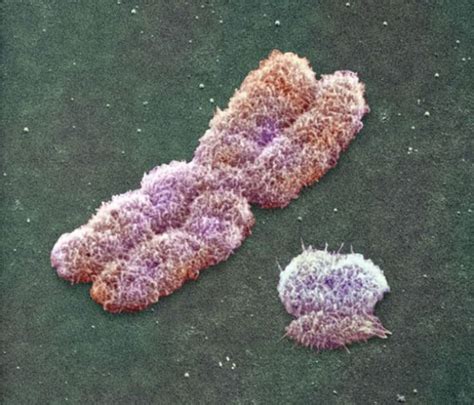 X & Y chromosomes | Biology, Chromosome, Fun science