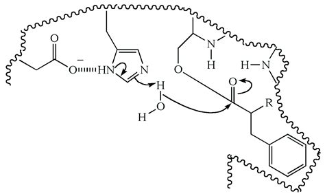 Illustrated Glossary of Organic Chemistry - Serine protease