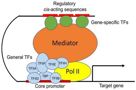 Eukaryotic transcription initiation by RNA polymerase II (Pol II).... | Download Scientific Diagram