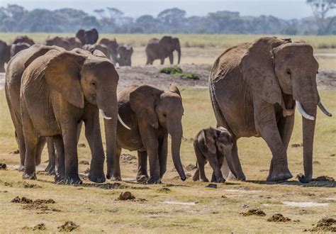 ‘This is amazing!’ African elephants may transport seeds farther than any other land animal ...