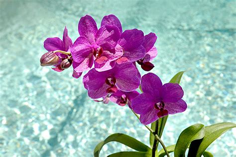 Orchids | New Floridians