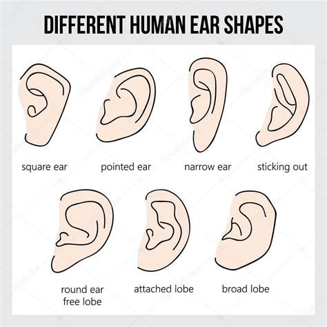 Pin by Kimberly Mauriello on draw | Human ear, How to draw ears, Ear anatomy