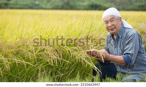 Japanese Rice Farmer Veteran Male Farmer Stock Photo 2210663447 ...