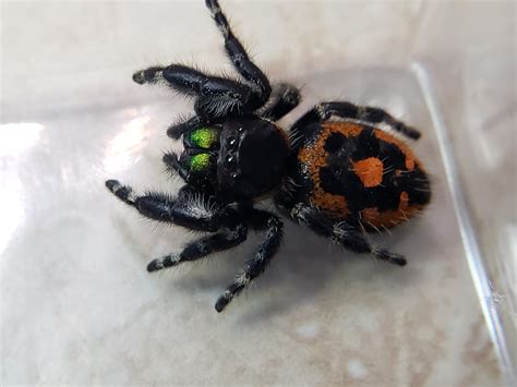 Bold Jumping Spider Bryantae (Phidippus audax bryantae) - Available Jumping Spiders - Jumping ...