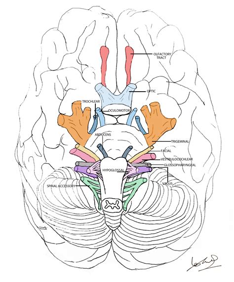 Cranial Nerves | Summary | Geeky Medics