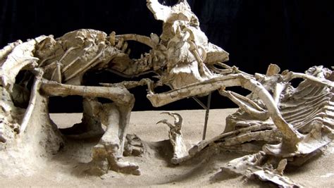 A Velociraptor caught a Protoceratops mid flight, thought to have fallen down a cliff, causing ...