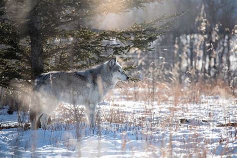 The 6 Best Wolf Hunting Guns - Outdoor Enthusiast Lifestyle Magazine