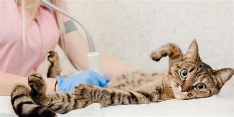 Ultrasound for Cats: Costs & Procedure Explained - Cats.com