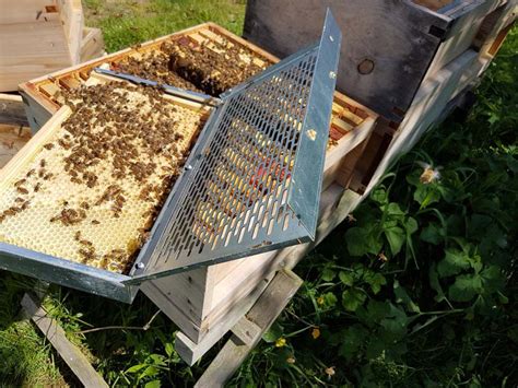 Queen Rearing Tips – Bee Equipment