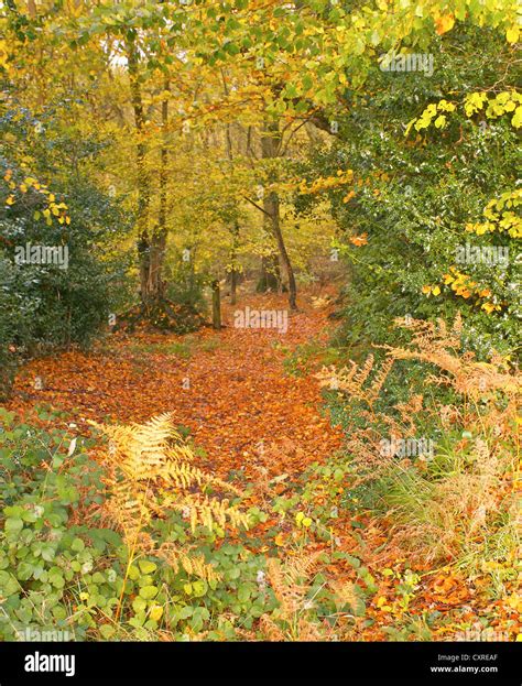 English woodlands in Autumn Stock Photo - Alamy