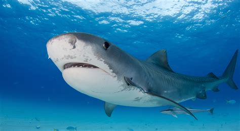 Hawaii Passes Landmark Protections for Sharks and Rays | Turtle Island Restoration Network