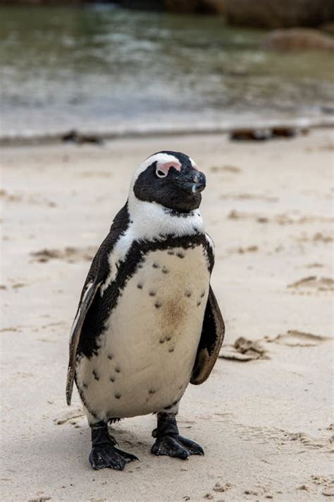 Black And White Penguin · Free Stock Photo