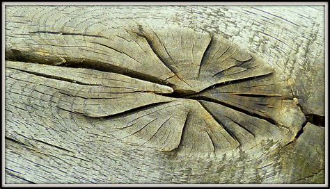 1 Wood Knot Photograph by John Jones - Fine Art America