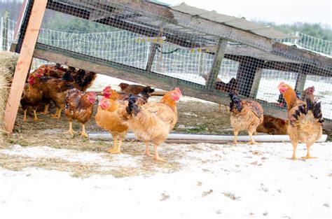 Cornish Cross or Freedom Ranger? Which Meat Chicken Breeds Should You Raise? - Homesteaders of ...