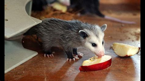 Top 5 Opossum eat - YouTube