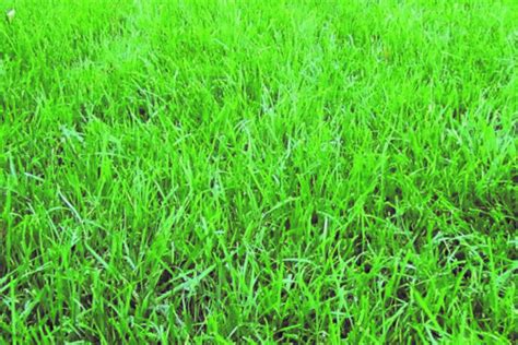 Landmark Seed Company | Fine Fescue Grass Seed