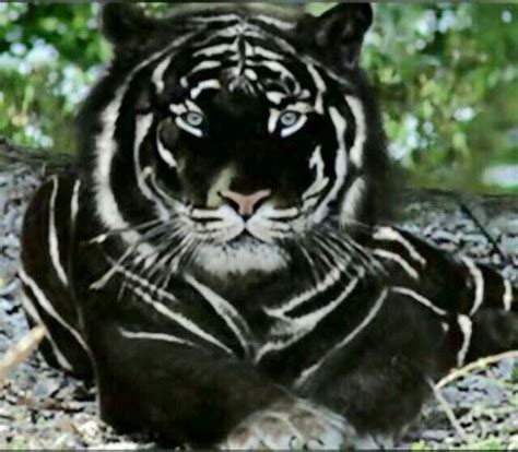 Jesus é um tigre preto Unusual Animals, Majestic Animals, Rare Animals ...
