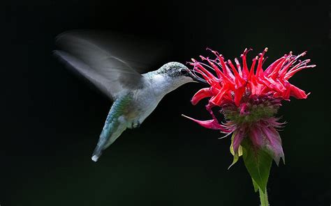 Free Hummingbird Wallpaper and Screensaver - WallpaperSafari