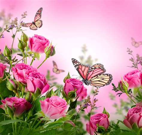 31+ Wallpaper Flower With Butterfly - Galeri Bunga HD