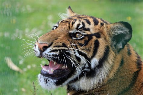 Tiger Snarling Close-up Free Stock Photo - Public Domain Pictures