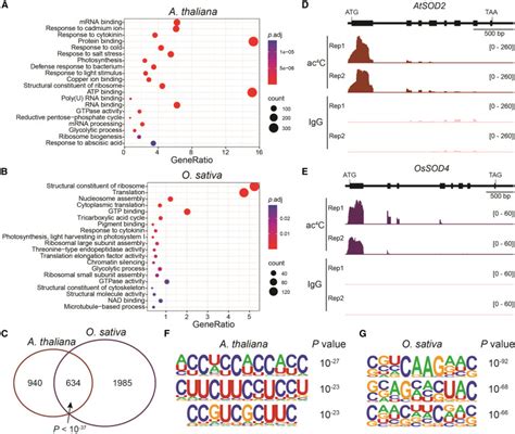 Transcriptome-wide profiling of RNA N4-cytidine acetylation in ...