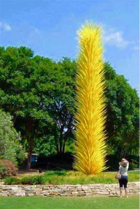 Pin by I want Unusual Plants on Unusual Plants | Weird trees, Flowering trees, Unique trees