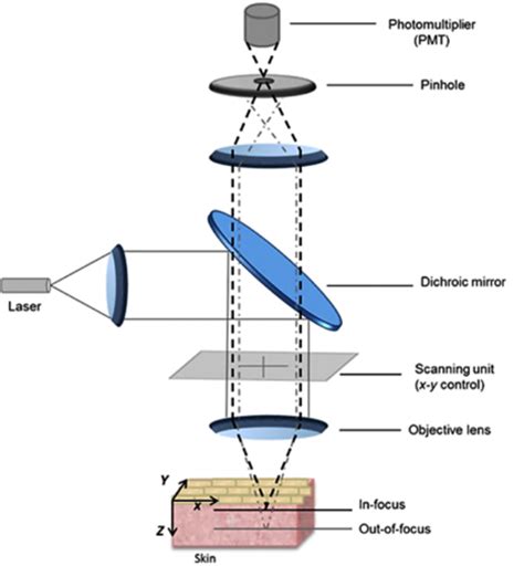 Confocal Laser Scanning Microscopy as a Tool for the Investigation of ...