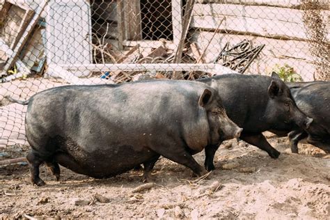 Large Black Pig Facts: Origin, Size, Physical Characteristics, Pros, and Cons