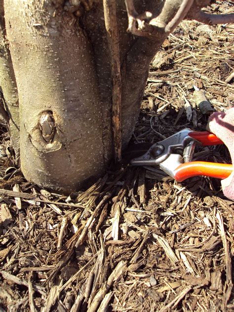 "Goodness in the Garden": "YES, you can!" Pruning Tips for Suckers & Rubbing Branches