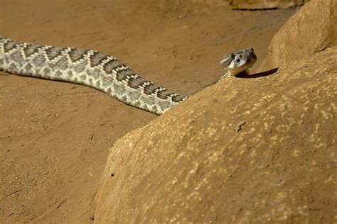 Desert Rattlesnake Habitat