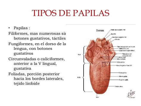 ¿Por Qué Tengo Las Papilas Gustativas Inflamadas? 🥇