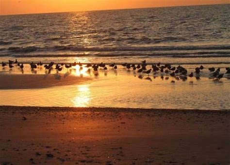 Seagulls Sunset Gulf Coast Beach Photograph, Free Shipping, Texas ...