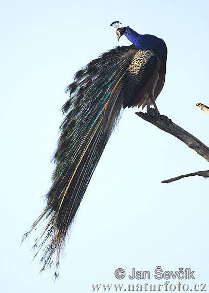 Burung Merak Biru Foto, Gambar