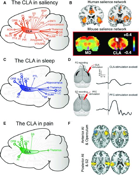 The claustrum is connected with or part of multiple brain networks. (A ...