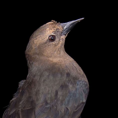 Brewer’s Blackbird | National Geographic