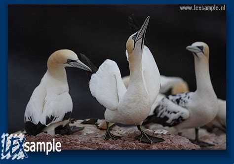 The couple display various types of behaviour: beak touching (welcome ...