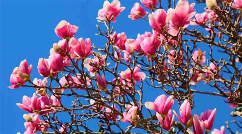 28 Dwarf Magnolia Trees That Are Perfect for Small Gardens