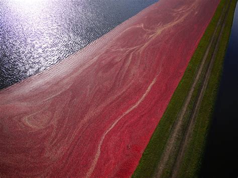 Wisconsin Cranberry Harvest in Midwest 2024 - Rove.me