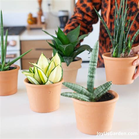 Types Of Snake Plants: 5 Awesome Sansevierias + Key Care Tips