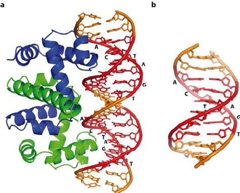 Free trp operator DNA, and in a complex with the Trp repressor protein,... | Download Scientific ...