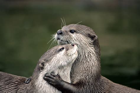 Otter Love | Sea Otters commonly hold hands, They do this to… | Flickr