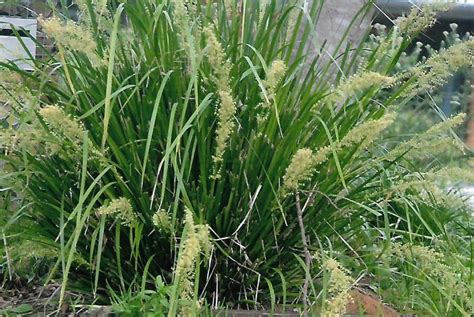 Lomandra longifolia (O) - ABCeeds