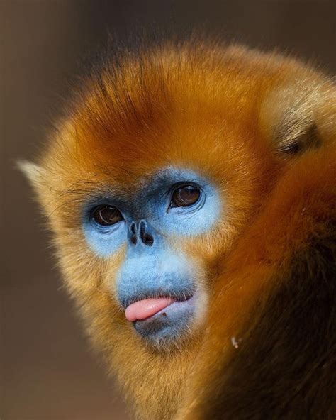 Interview: Zoologist Captures Beautifully Expressive Faces of Endangered Animals Around the ...