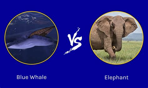 Blue Whale vs Elephant: Comparing Their Size - Wiki Point