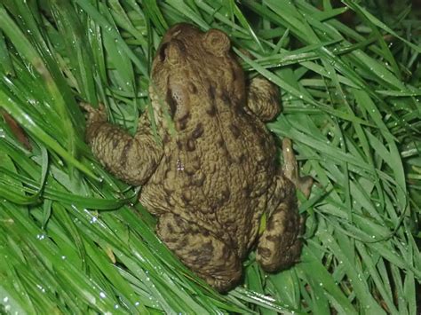 Bufo bufo | Bufo bufo (Linnaeus, 1758), Common Toad, Uttersl… | Flickr