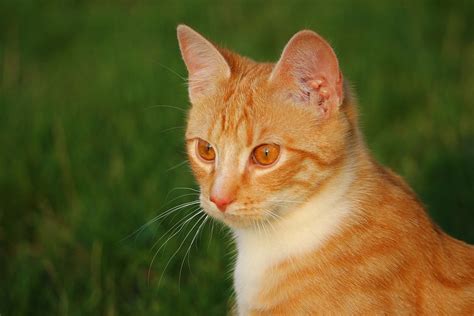 Free photo: Cat, Kitten, Red Mackerel Tabby - Free Image on Pixabay ...