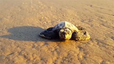 These Baby Turtles Discovering Water Are What You Need Right Now – Mother Jones